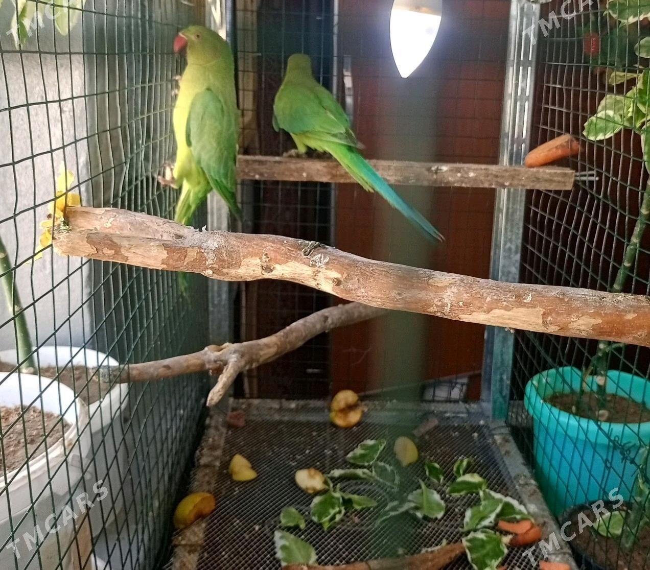 OJERELOWY ожереловый - Мир 1 - img 2