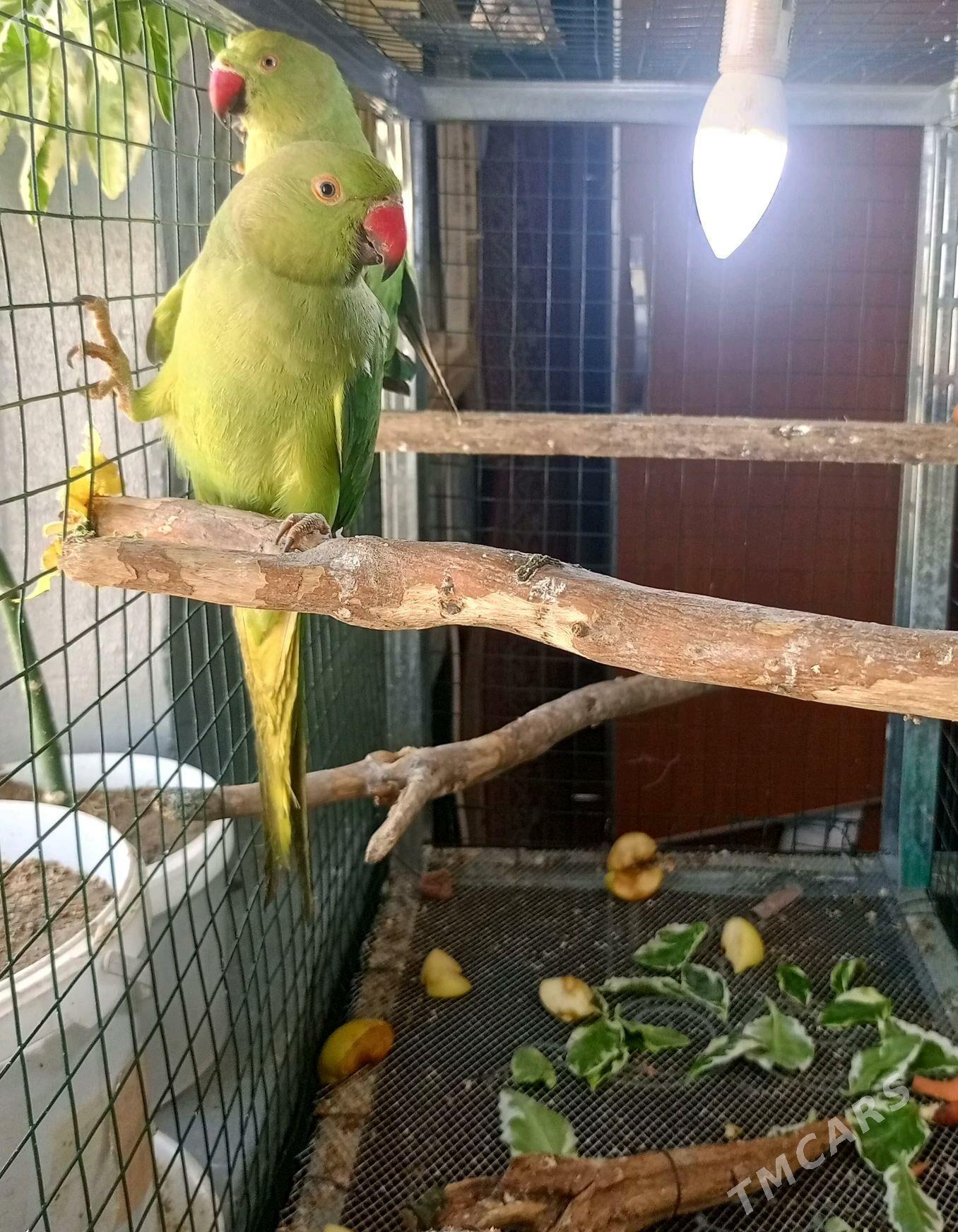 OJERELOWY ожереловый - Мир 1 - img 3