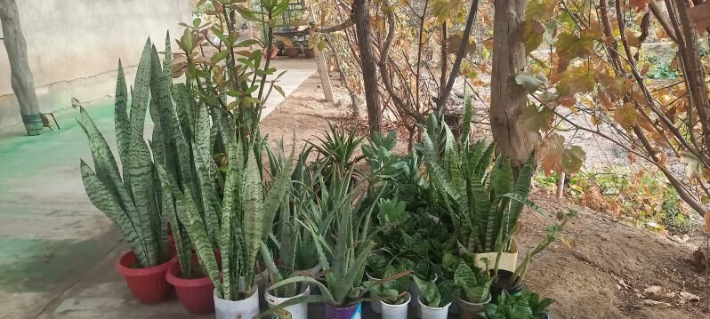 гул - Шабатский этрап - img 1