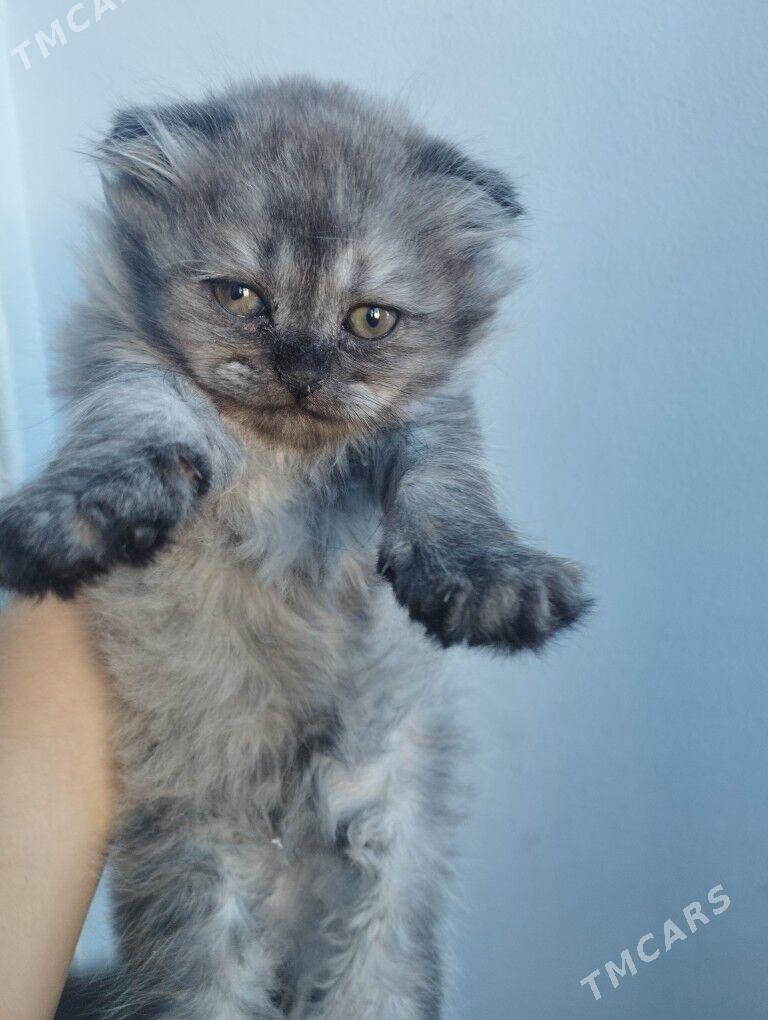 шотландский котенок - Ашхабад - img 2
