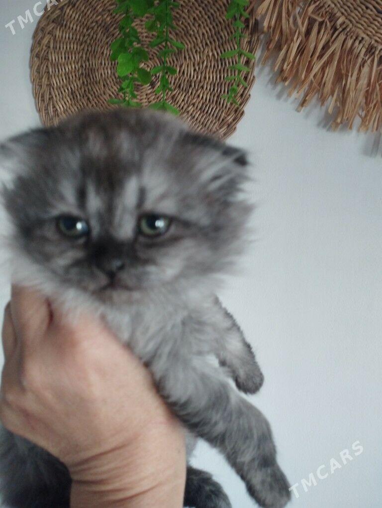шотландский котенок - Aşgabat - img 1