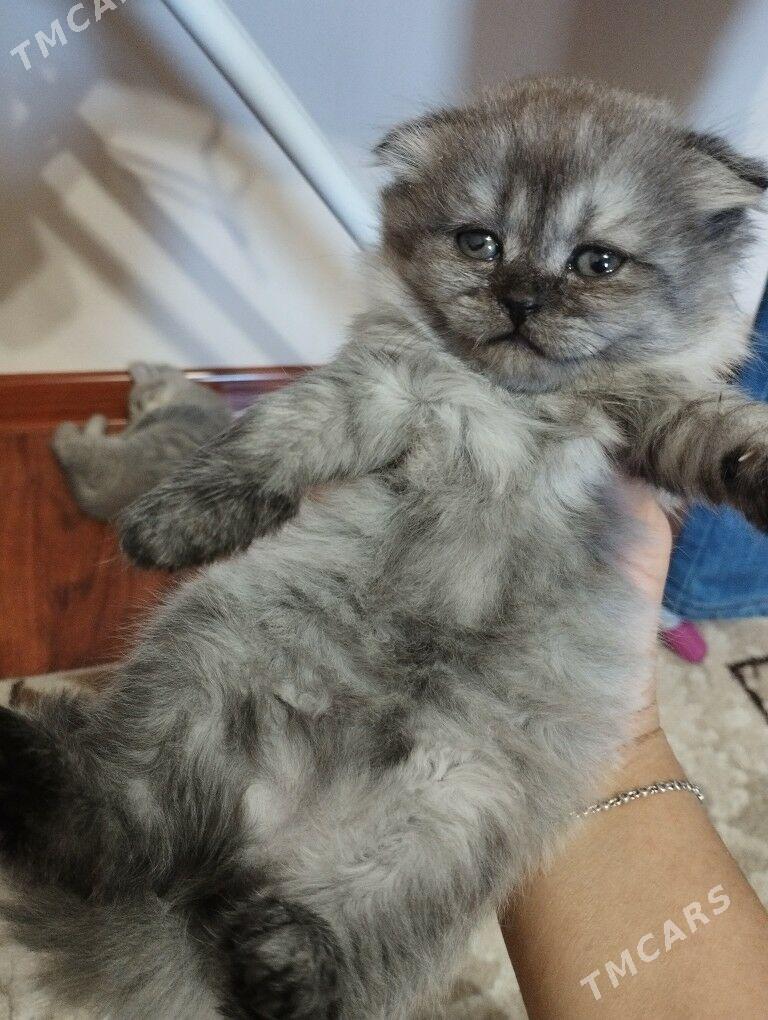 шотландский котенок - Ашхабад - img 3