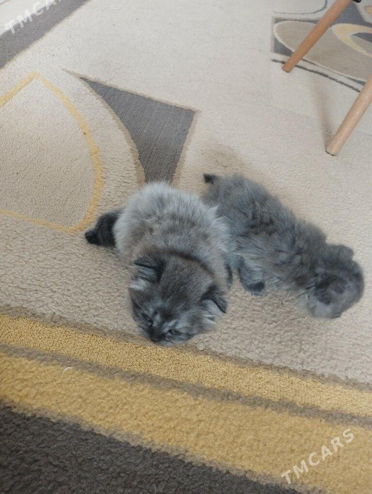 шотландский котенок - Ашхабад - img 5
