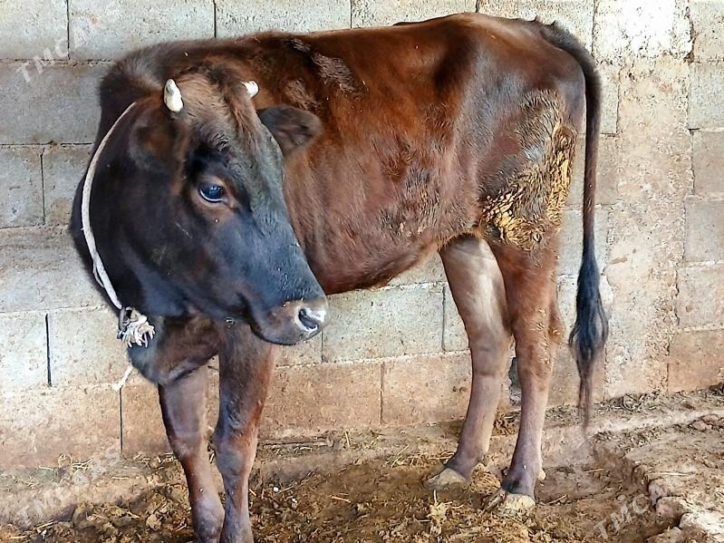 bakylan tuwe - Чоганлы - img 3