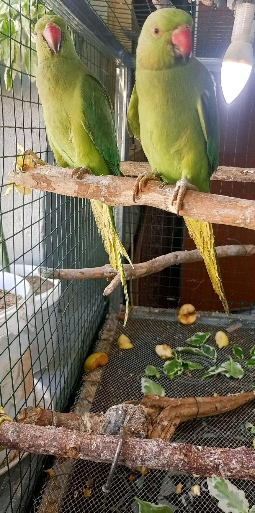 OJERELOWY ожереловый - Мир 1 - img 1