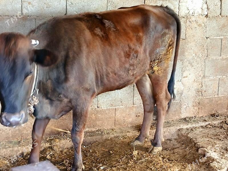 bakylan tuwe - Чоганлы - img 2