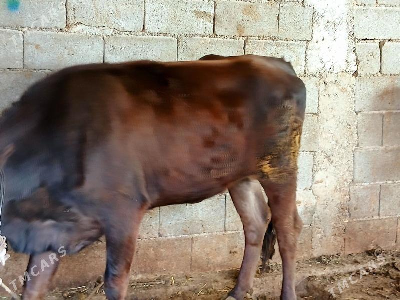 bakylan tuwe - Чоганлы - img 1