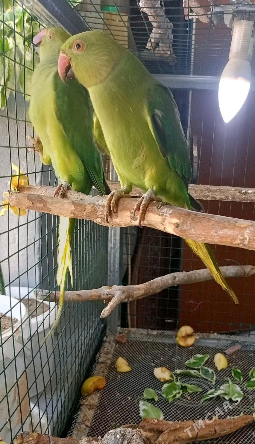 OJERELOWY ожереловый - Мир 1 - img 5