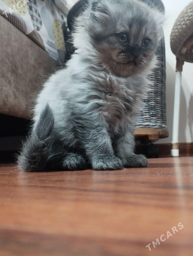шотландский котенок - Ашхабад - img 6