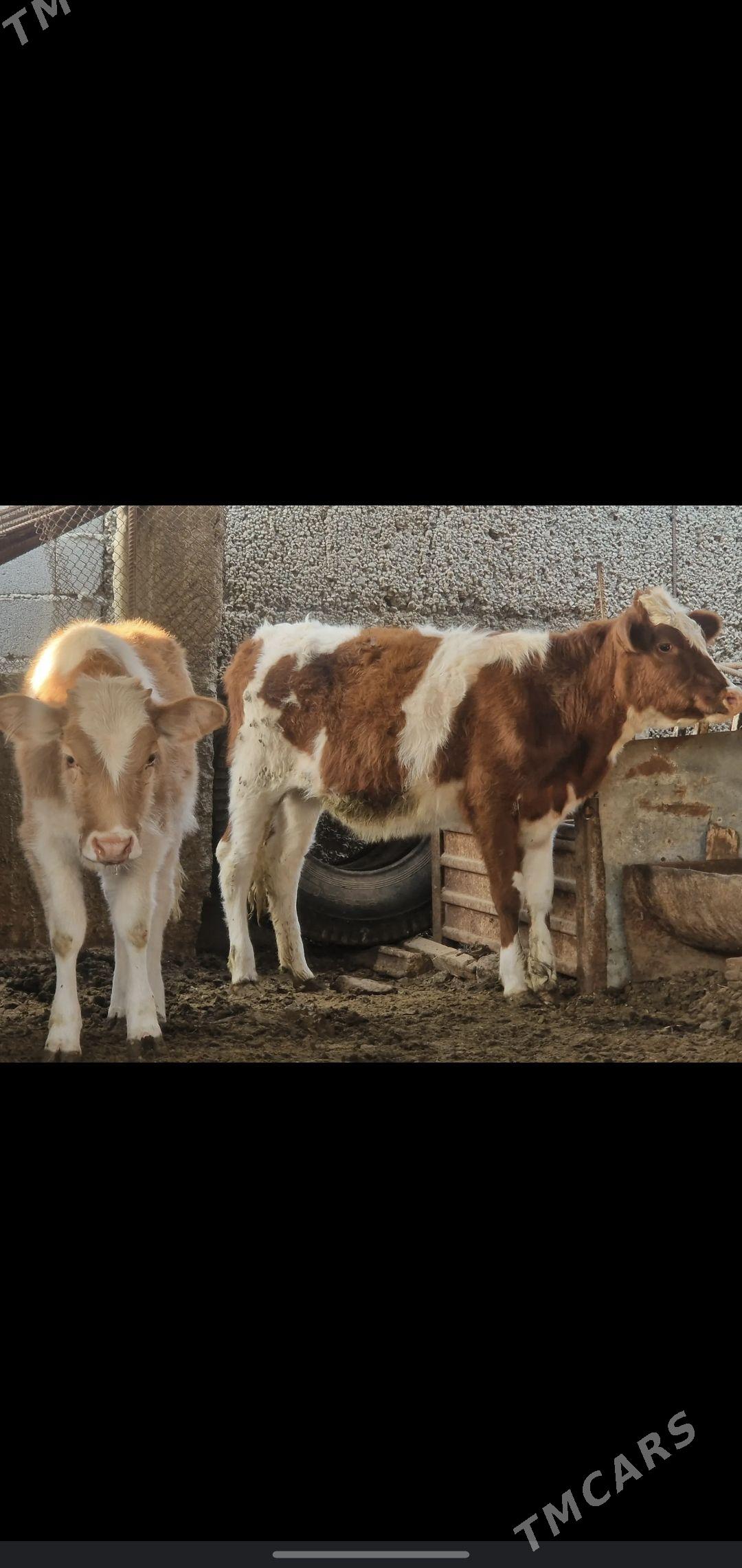 tuwe - Ашхабад - img 1