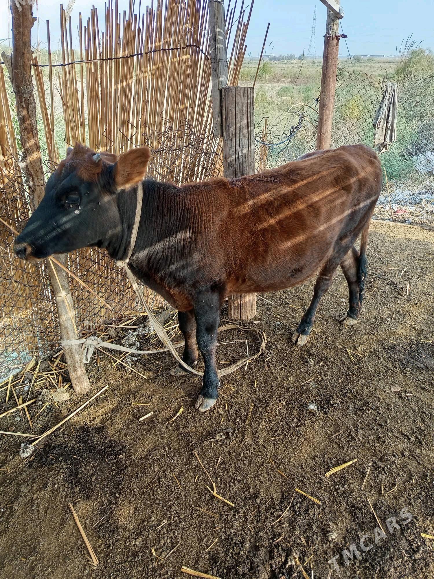 gulajyn göle - Мургап - img 1