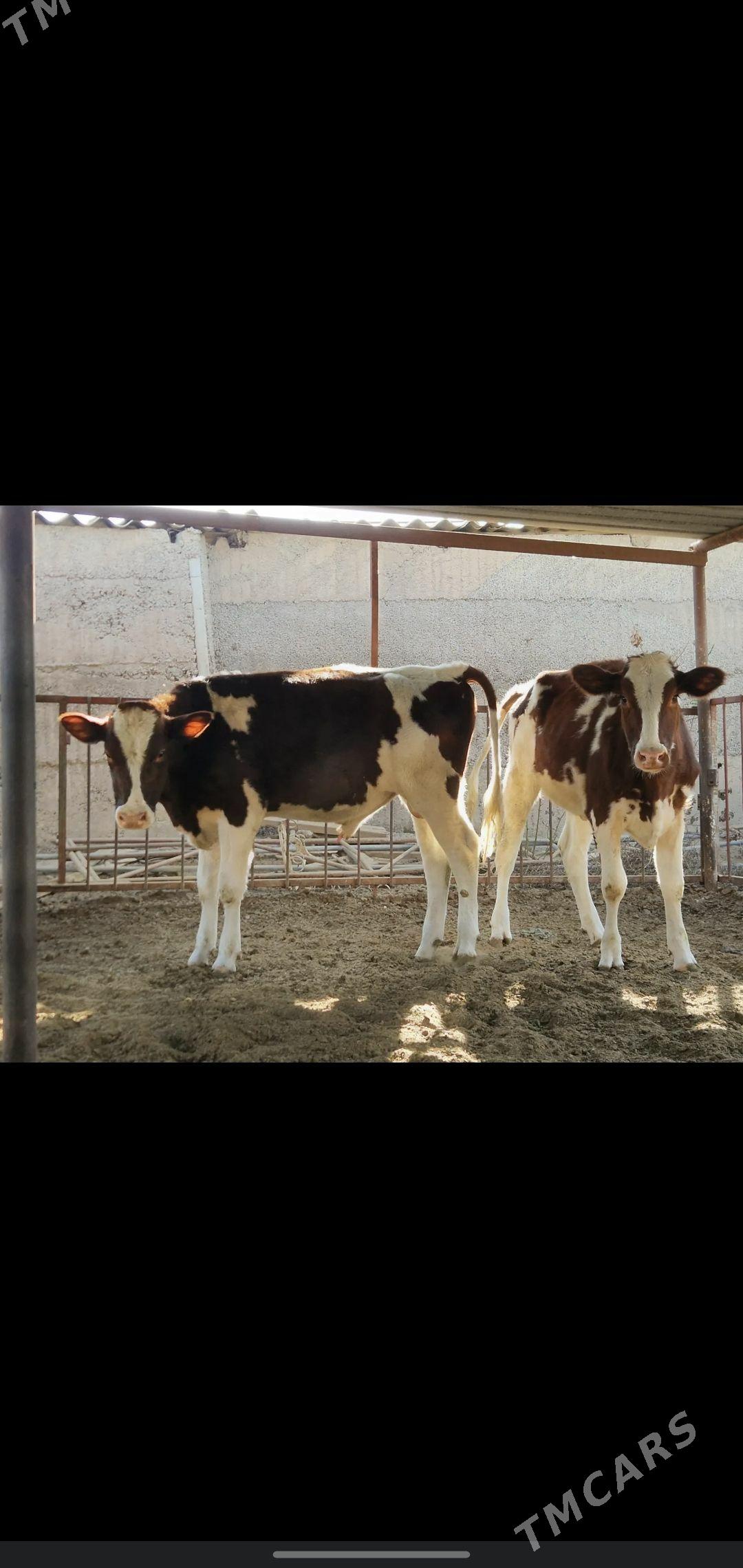 tuwe - Aşgabat - img 1