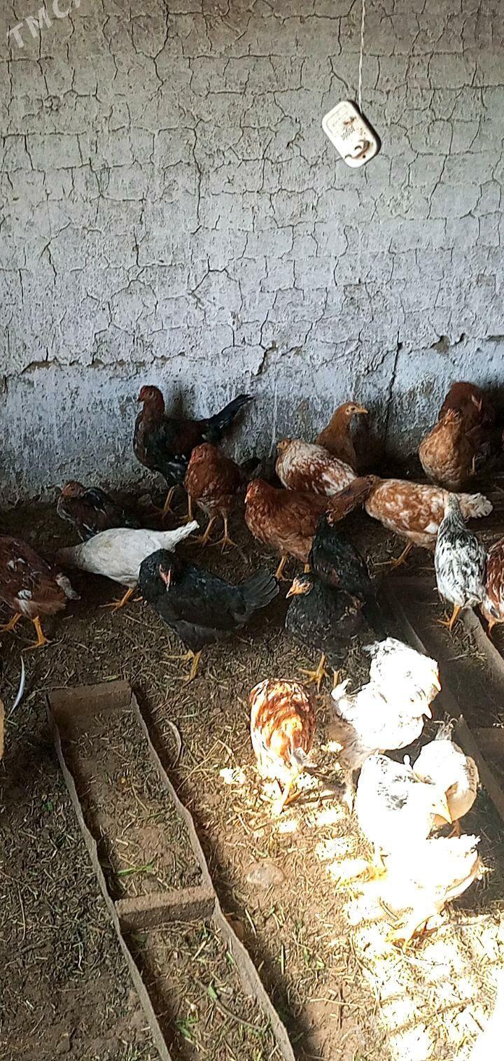 jüje - Бабадайхан - img 1