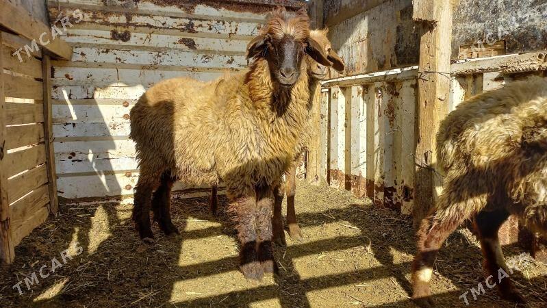 tokli.3.sani.27000.mil - Гёкдже - img 2