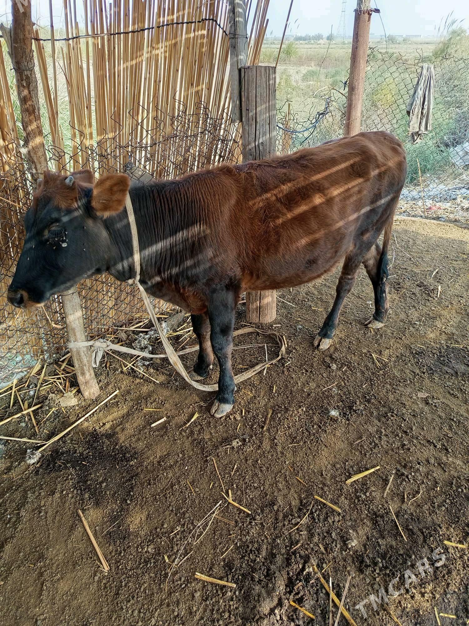 gulajyn göle - Мургап - img 3