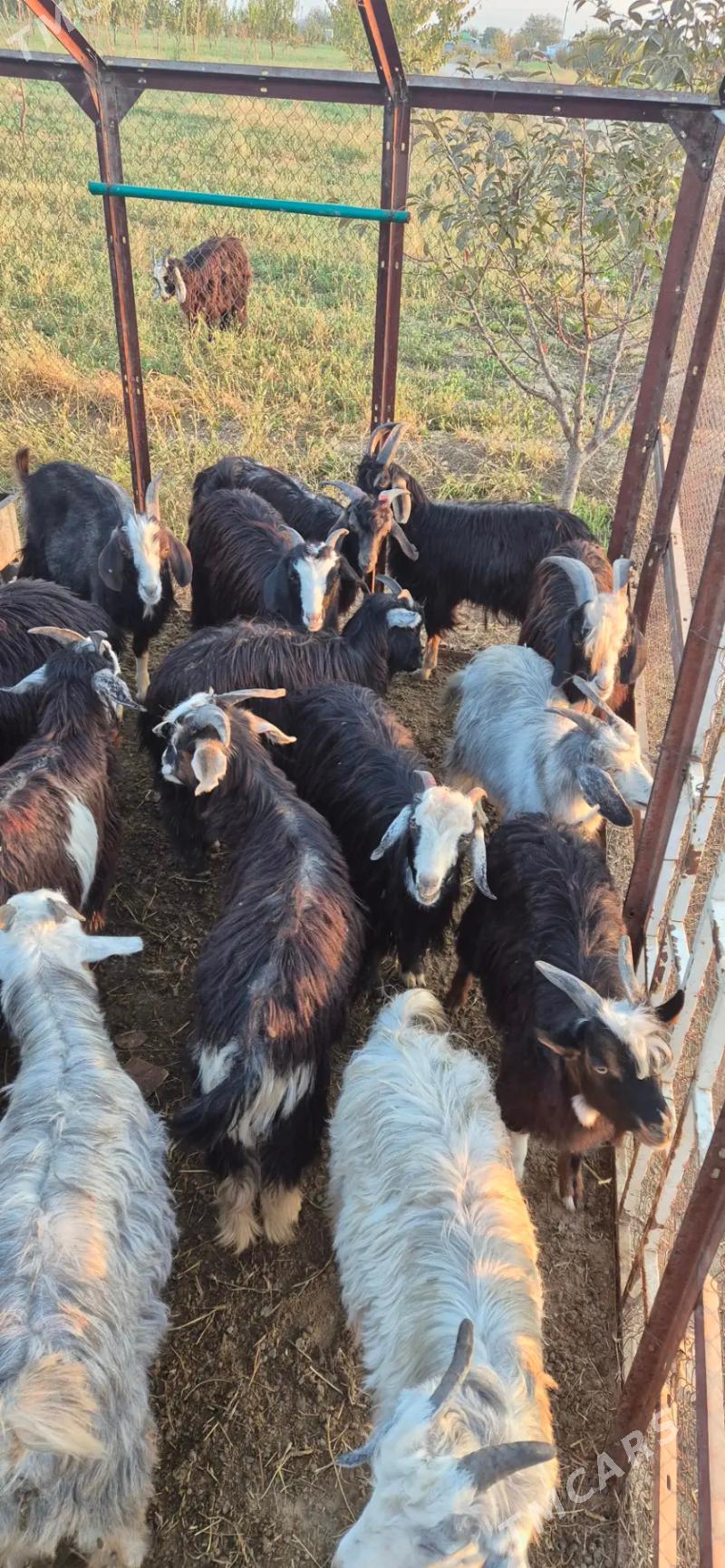 cebis - Бахарден - img 1