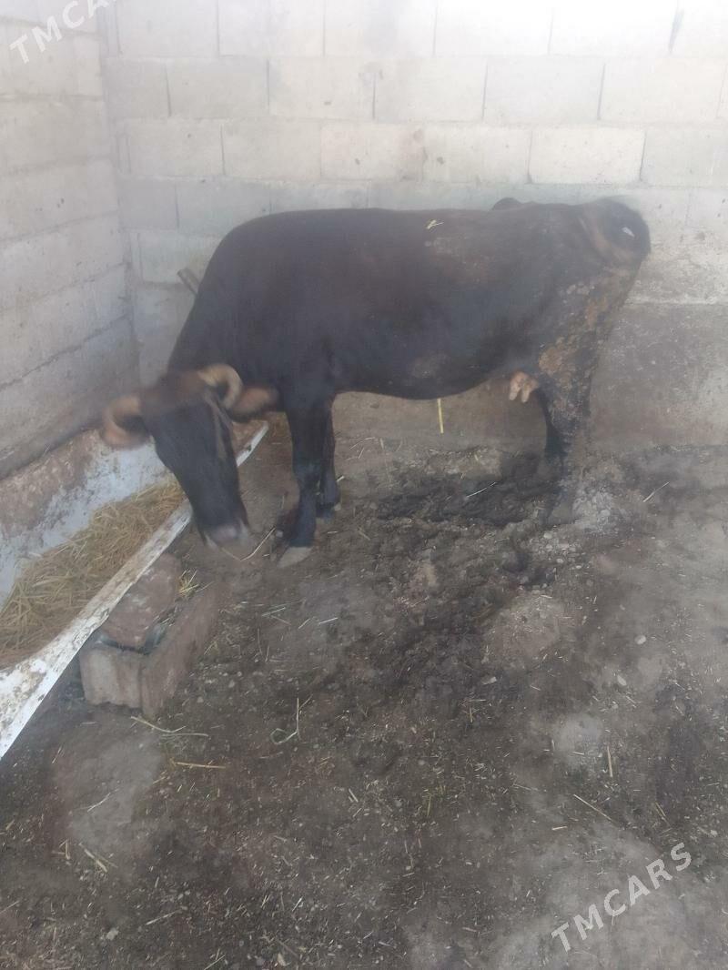 Sygyr - Bäherden - img 1