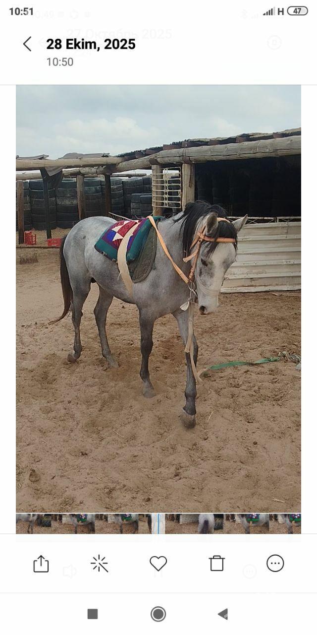 At - Гумдаг - img 2