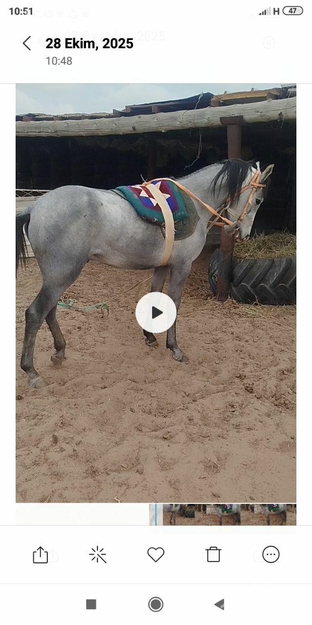 At - Гумдаг - img 1