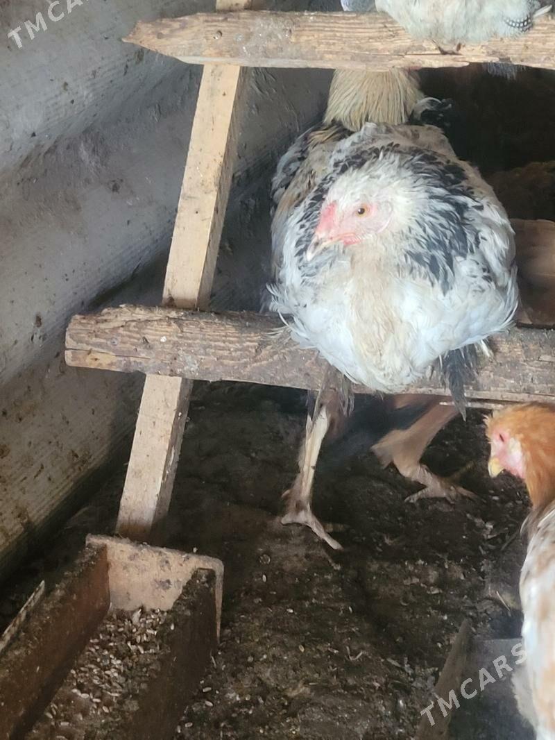 karlik hem brama cisarka - Ашхабад - img 5