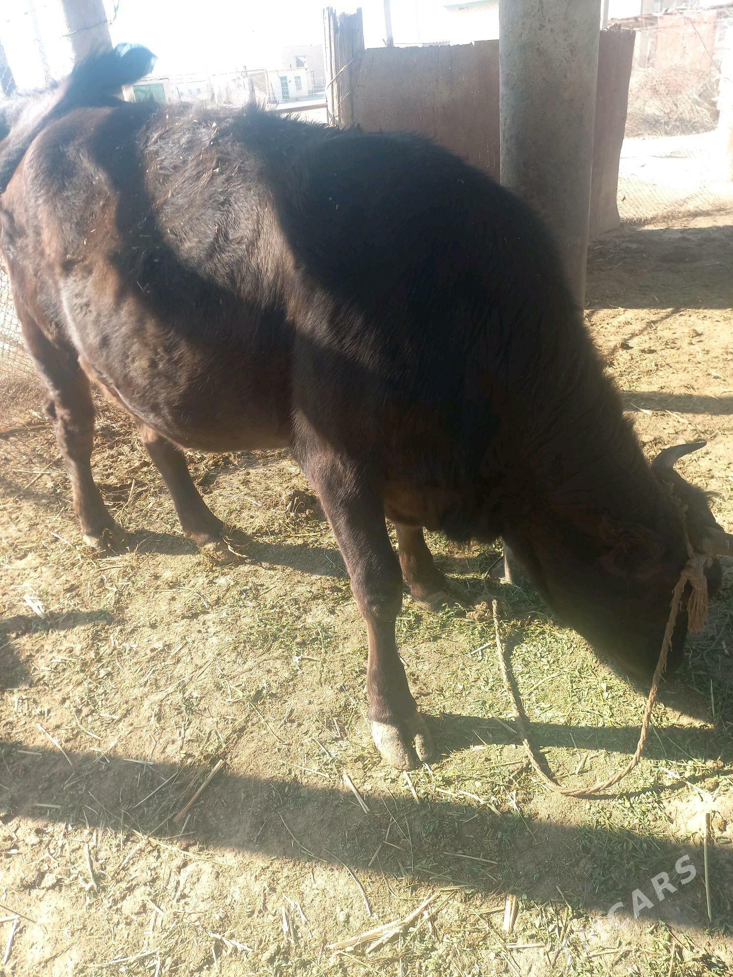 Sygyr - Etrek - img 4