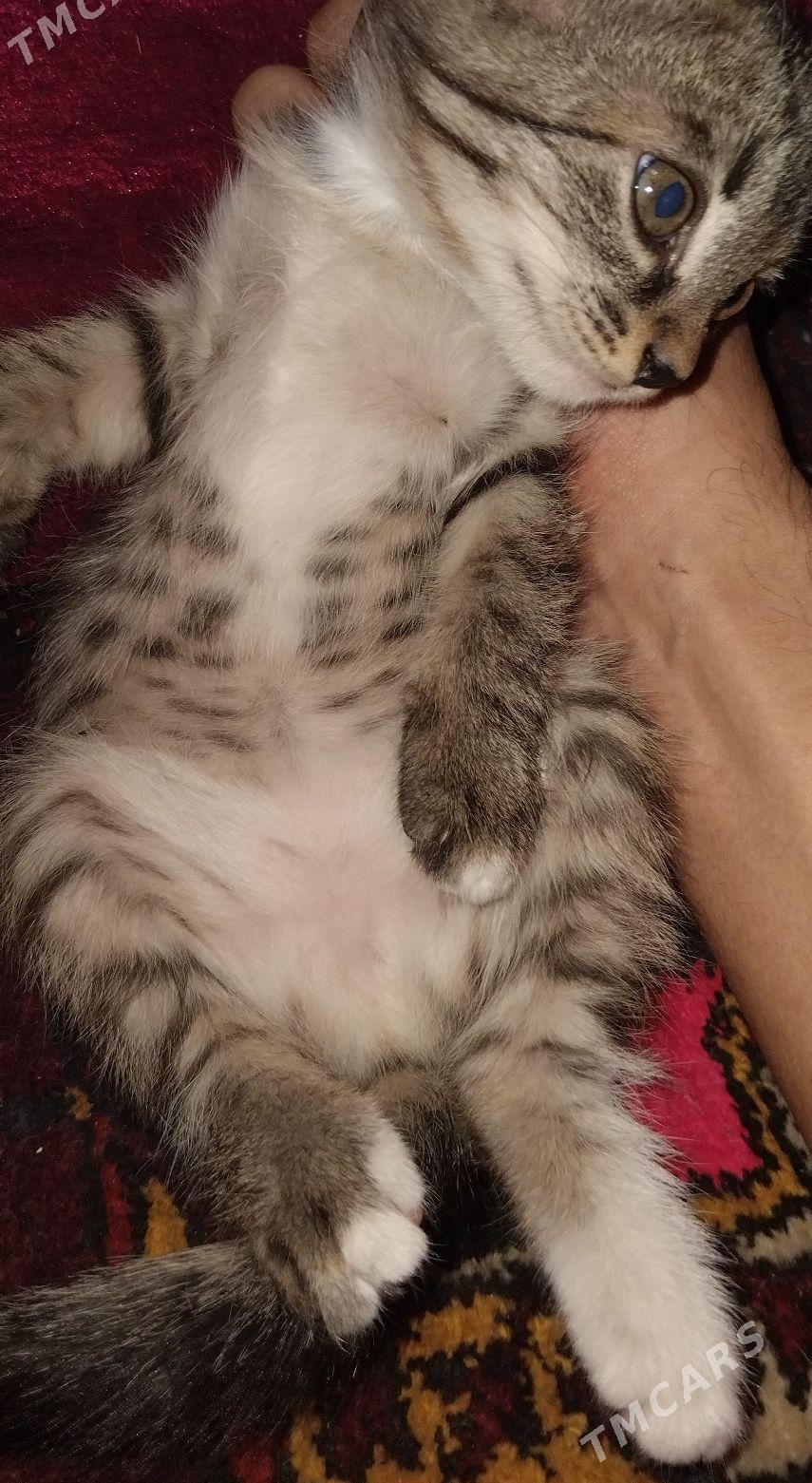 Котенок девочка Pisijek gyz - Туркменабат - img 3