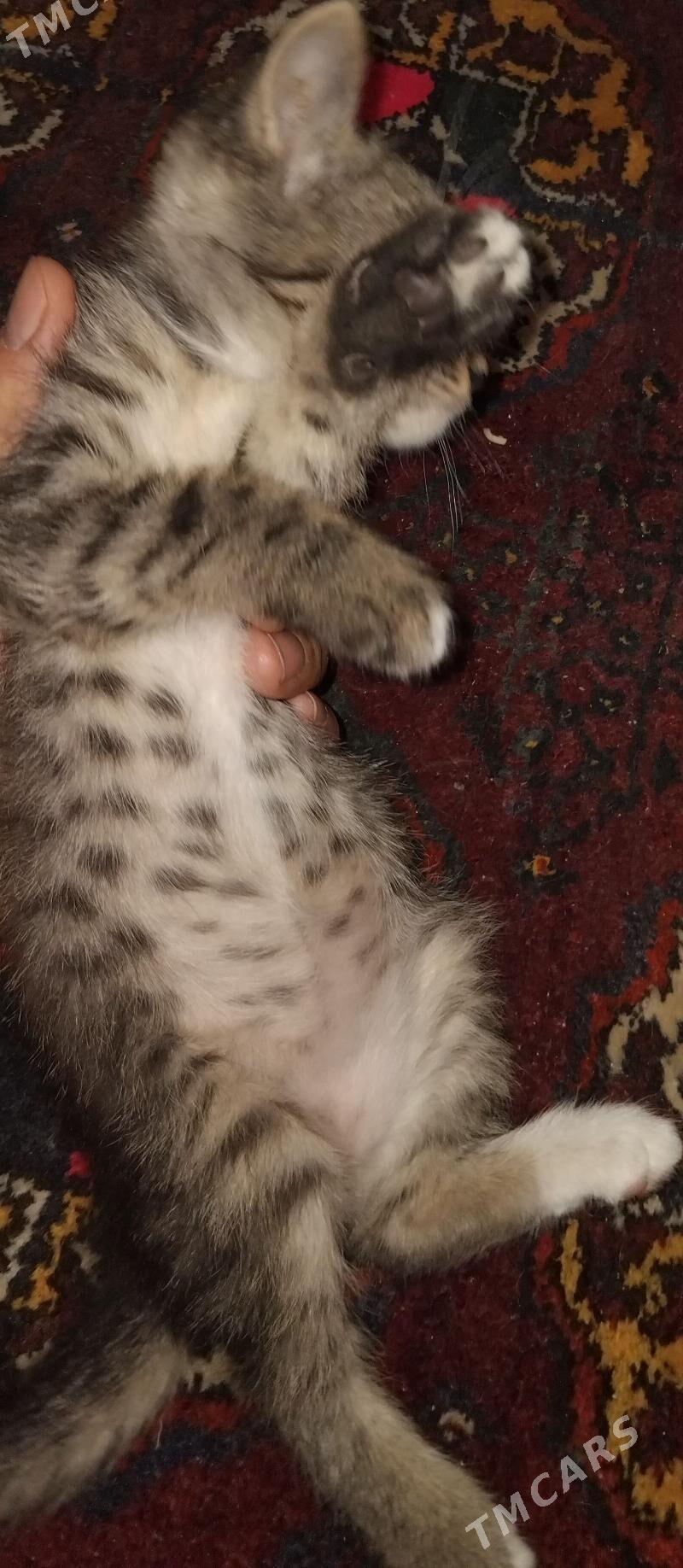 Котенок девочка Pisijek gyz - Туркменабат - img 2