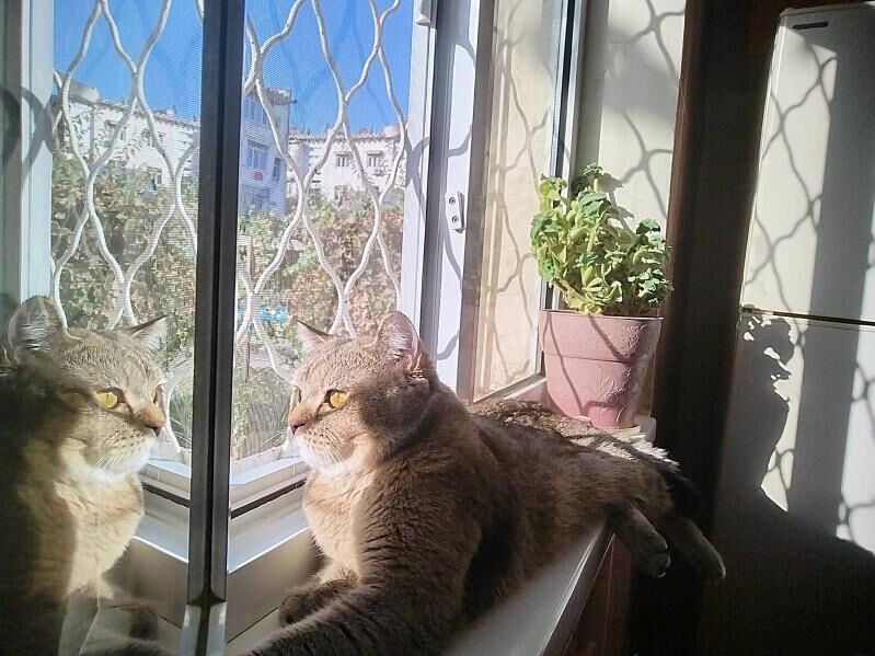 котик на вязку - Türkmenabat - img 3