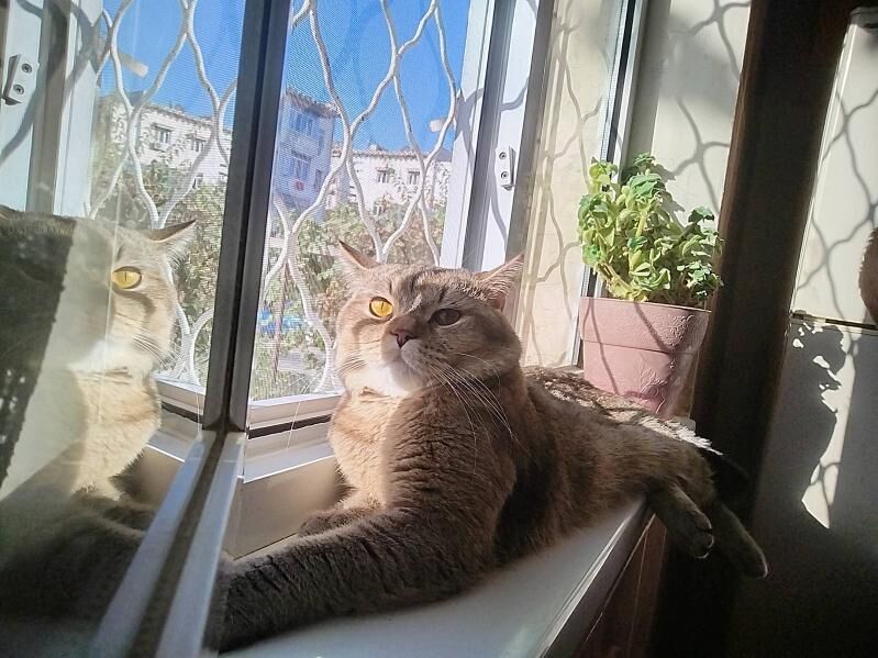 котик на вязку - Türkmenabat - img 2