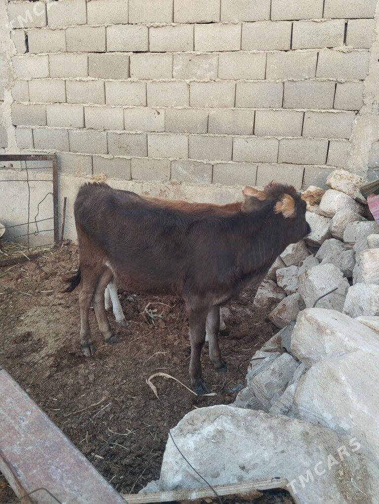 tüwe - Gyzylarbat - img 1