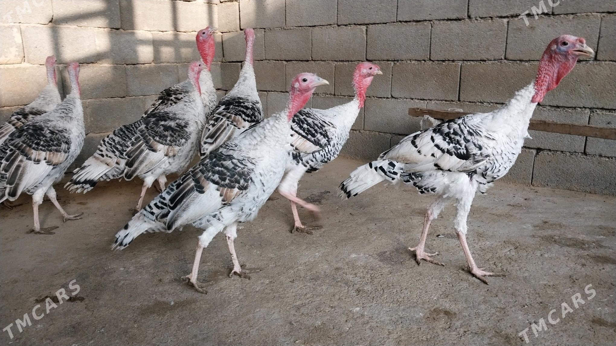 IndukInduk - Ялкым - img 2