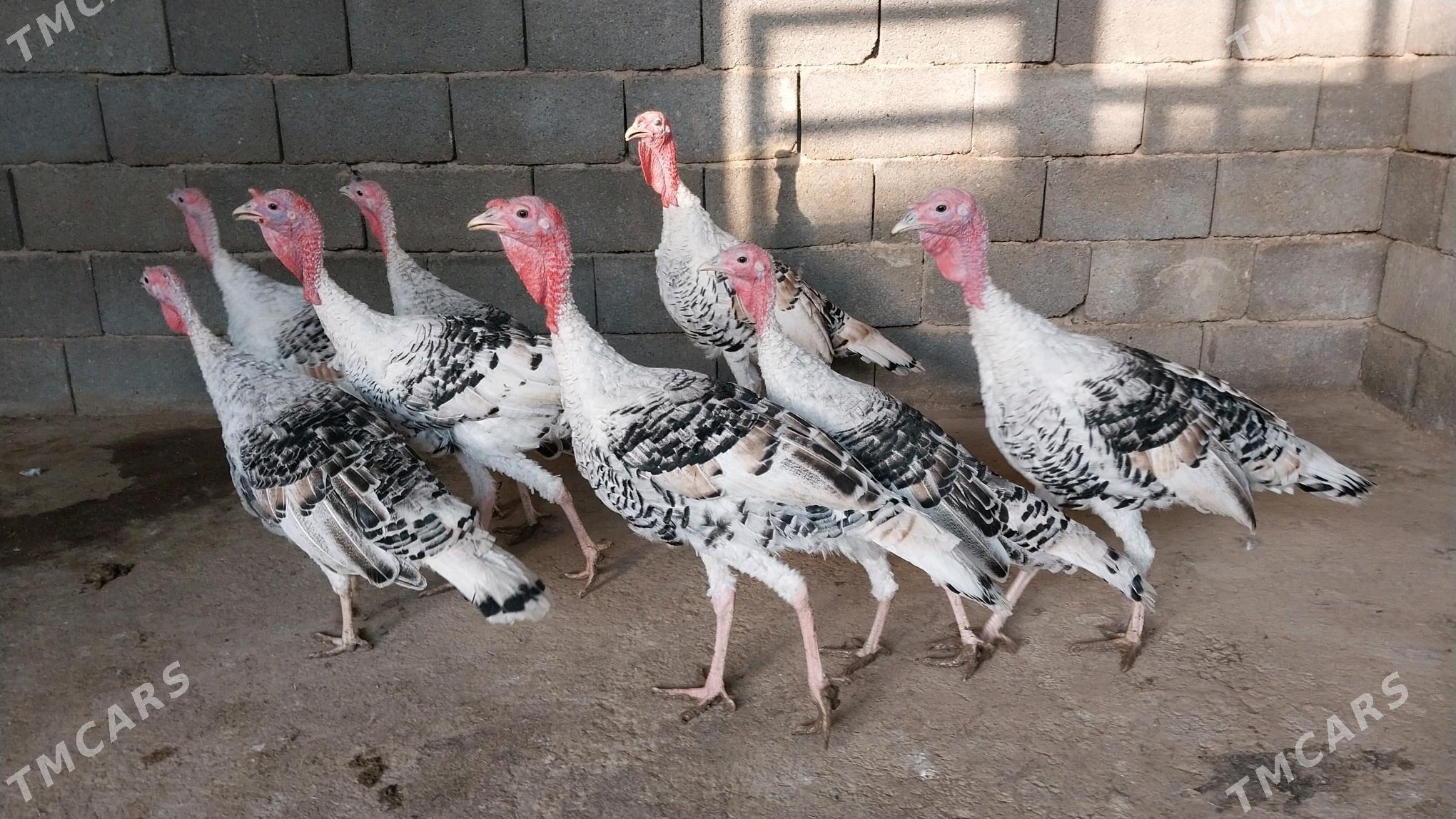 IndukInduk - Ялкым - img 1