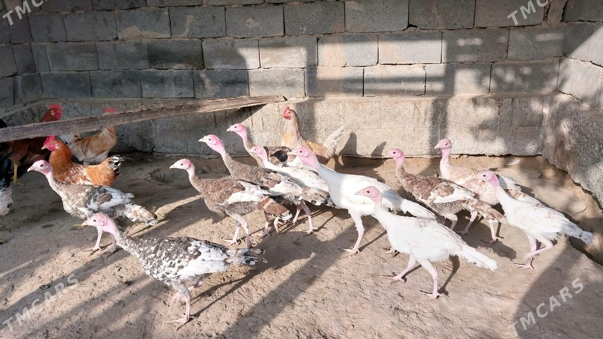 induk juje - Ялкым - img 2