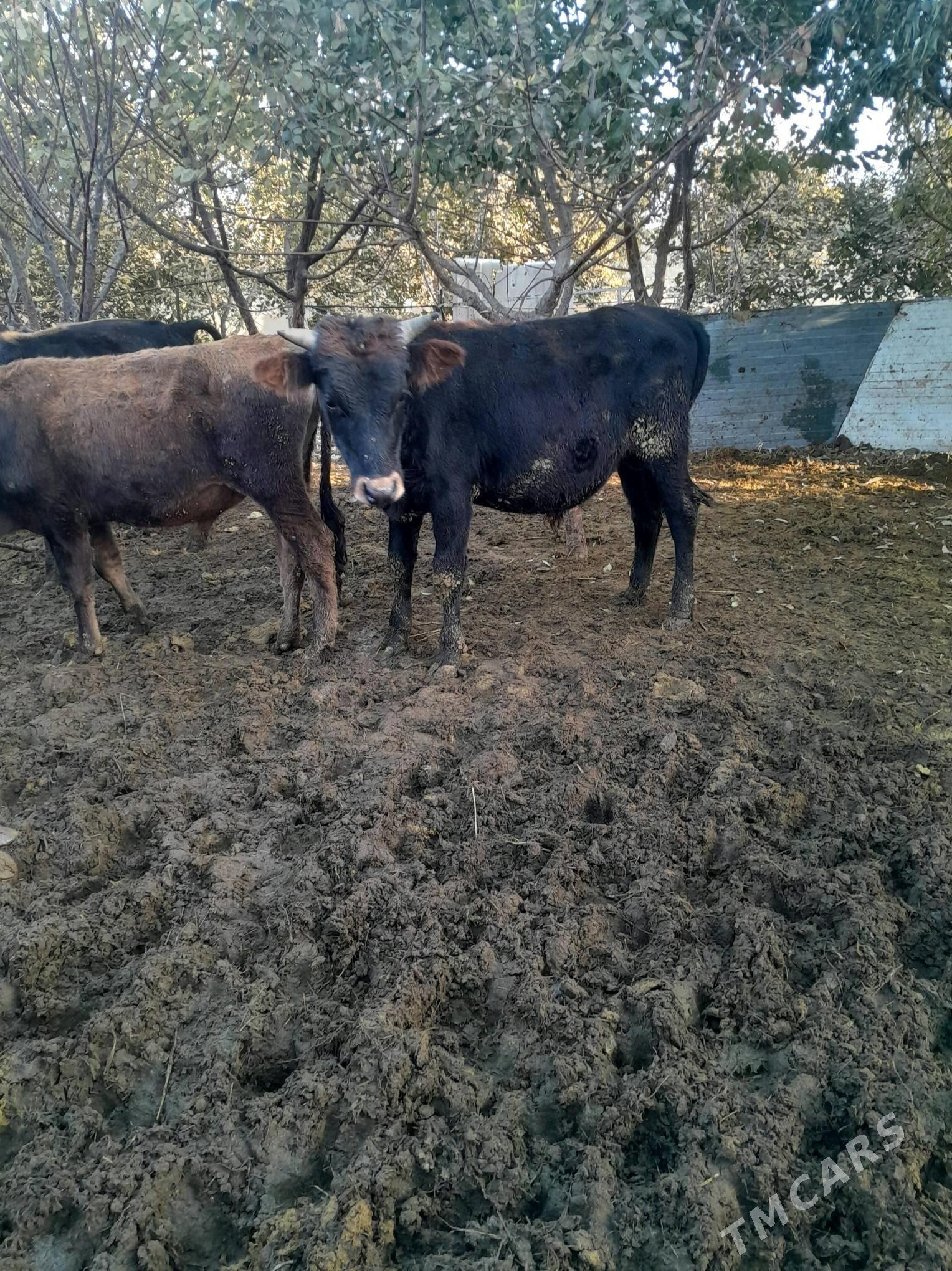 öküz - Bäherden - img 2