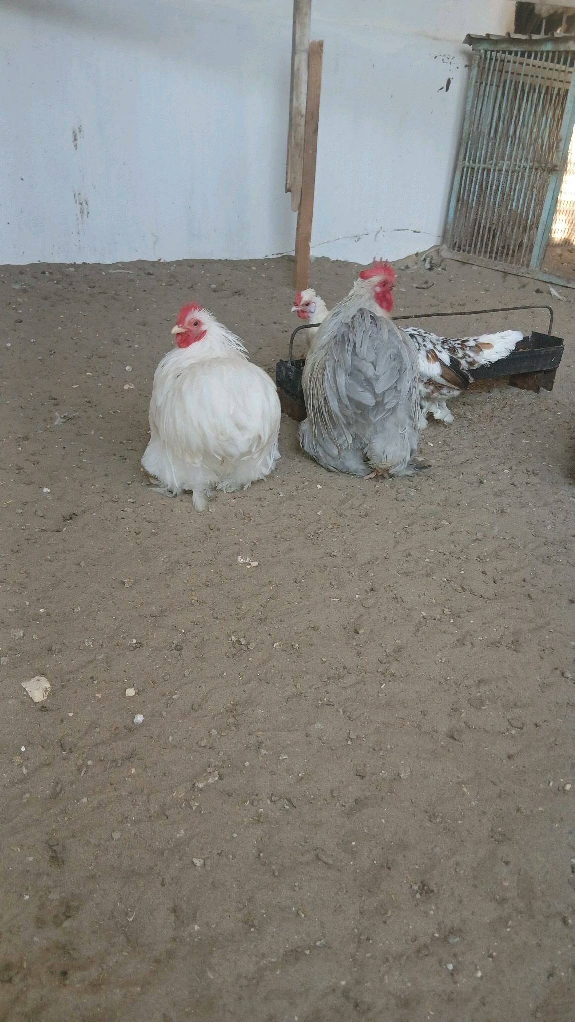 Kohin karlik horazlar - Балканабат - img 3