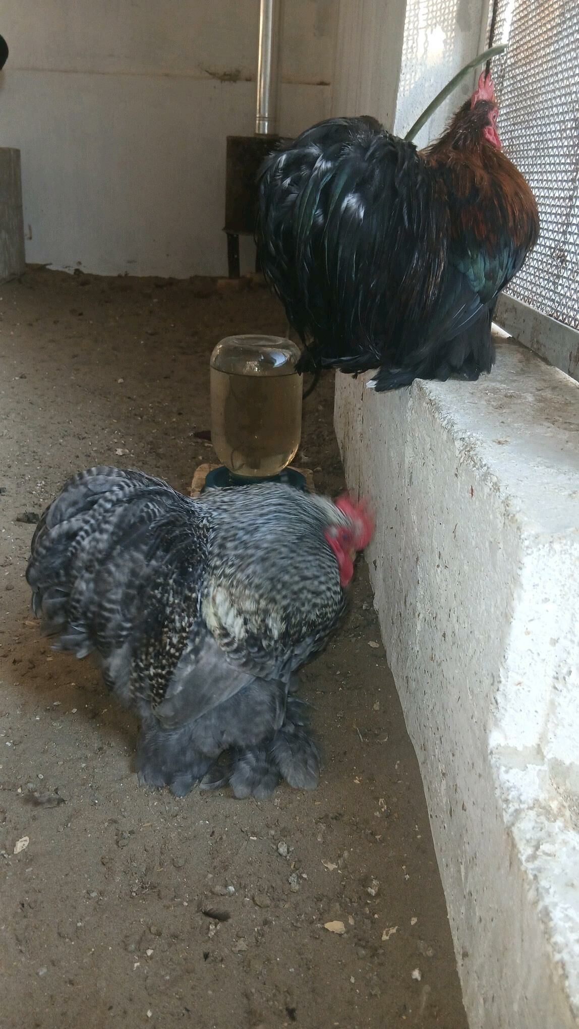 Kohin karlik horazlar - Балканабат - img 2