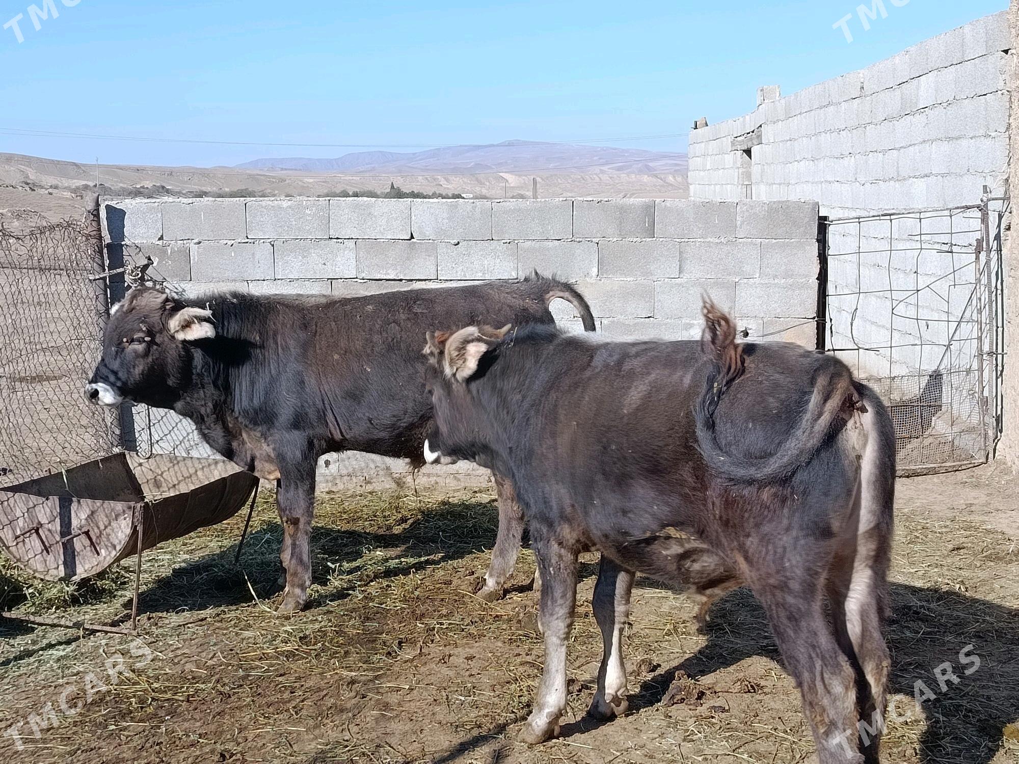 bokyly okuzler - Бахарден - img 2