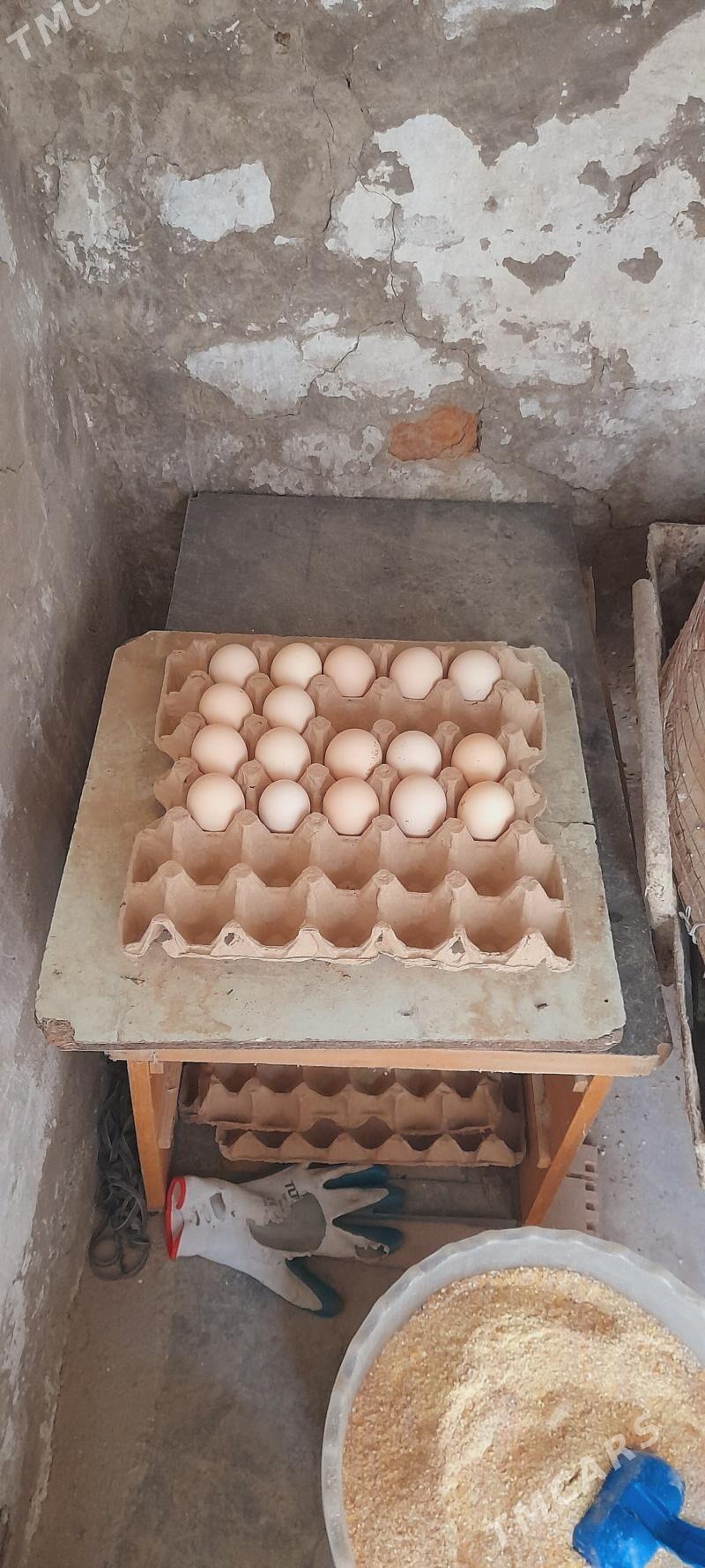 товук - Гёкдепе - img 1