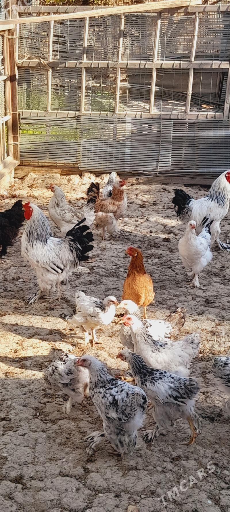 товук - Гёкдепе - img 4