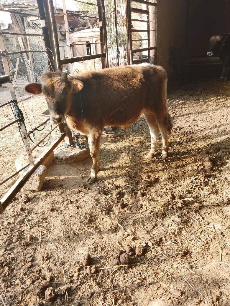 ökizce - Mary - img 4