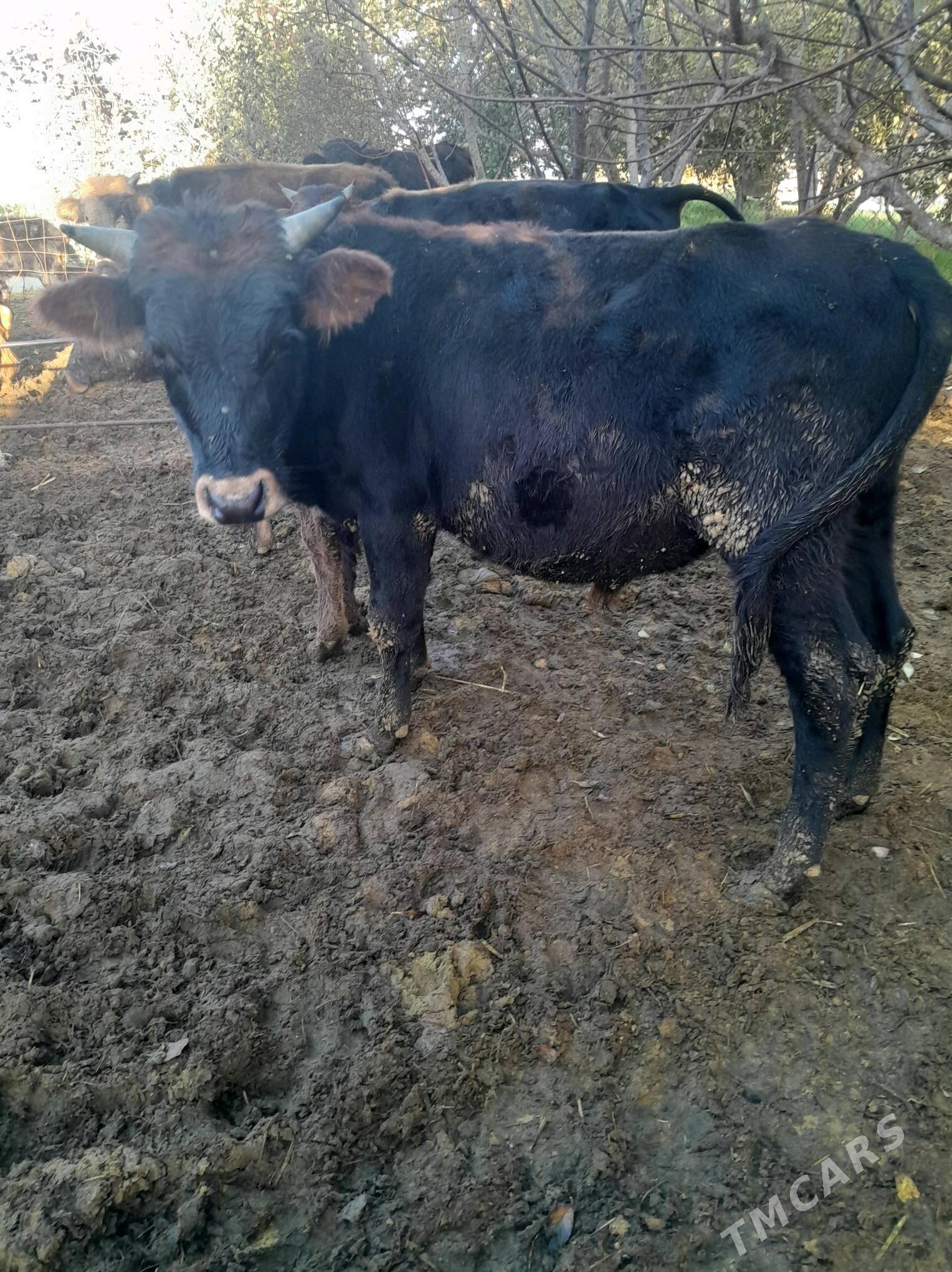 öküz - Bäherden - img 1