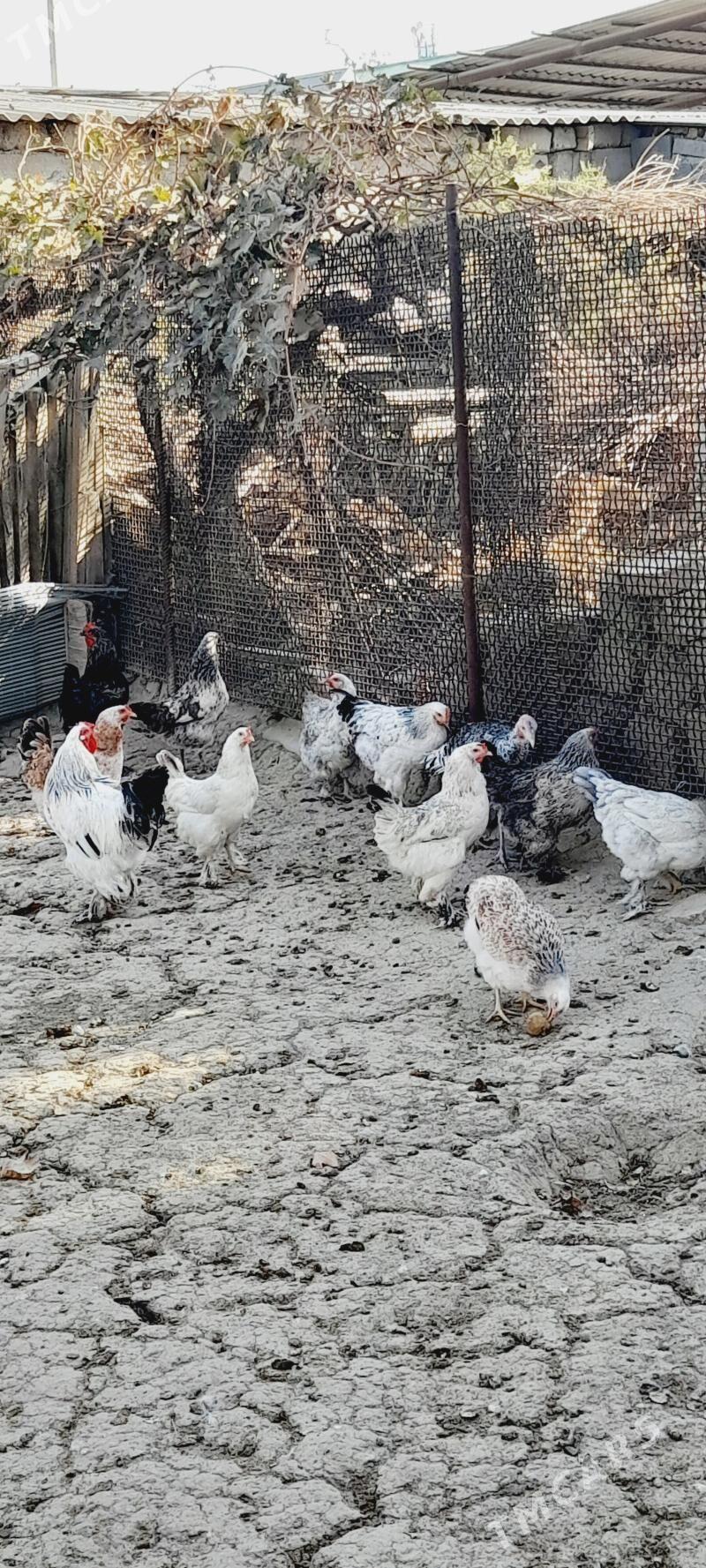 товук - Гёкдепе - img 2