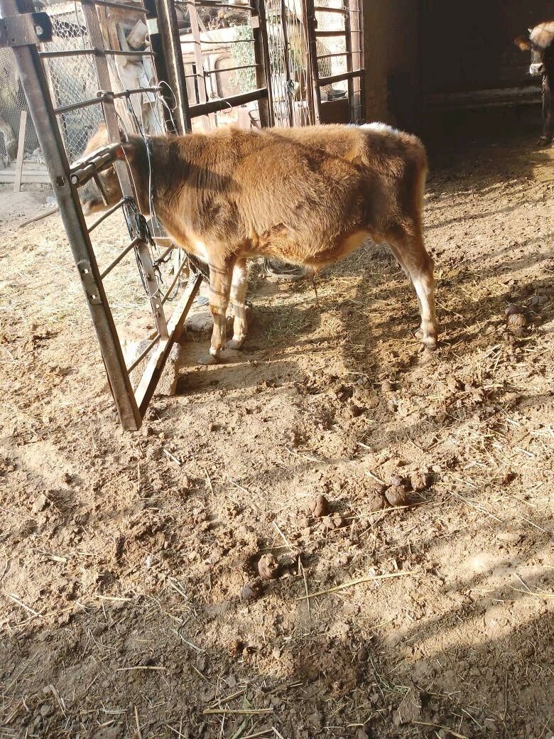 ökizce - Mary - img 5