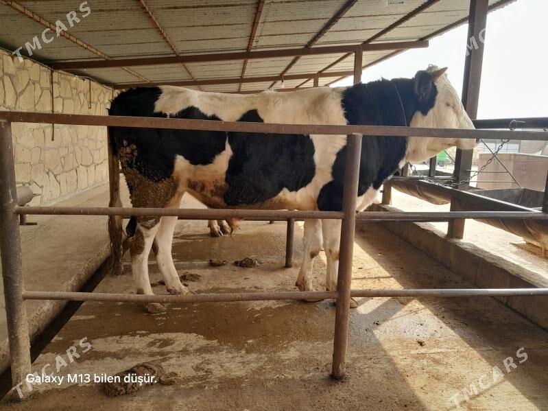 Gibrit okuz - Этрек - img 2