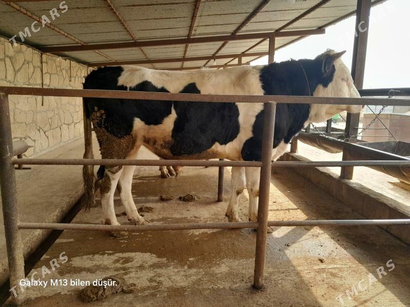 Gibrit okuz - Этрек - img 1