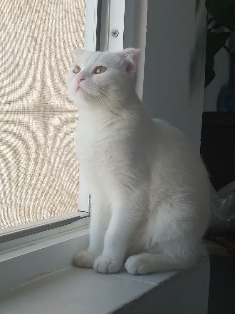 Шотландские и Британские - Туркменабат - img 3