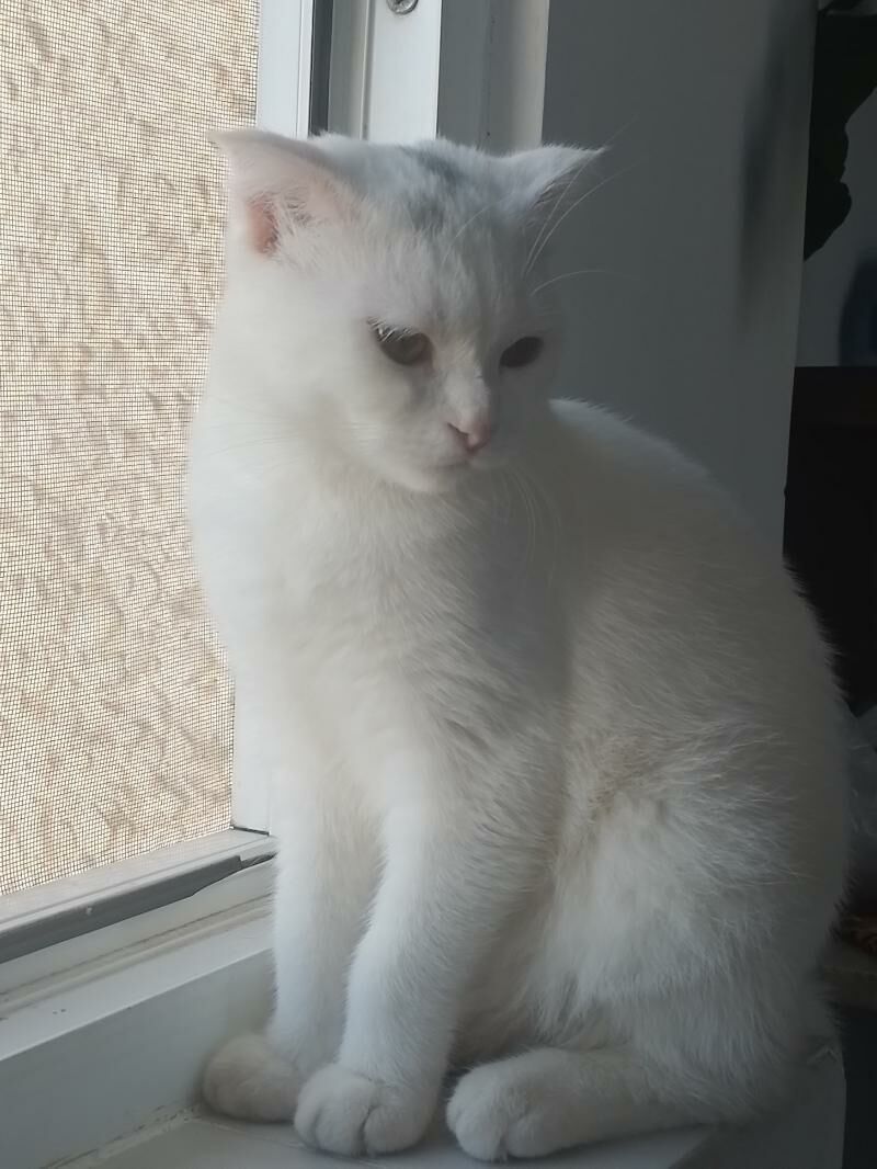 Шотландские и Британские - Туркменабат - img 2