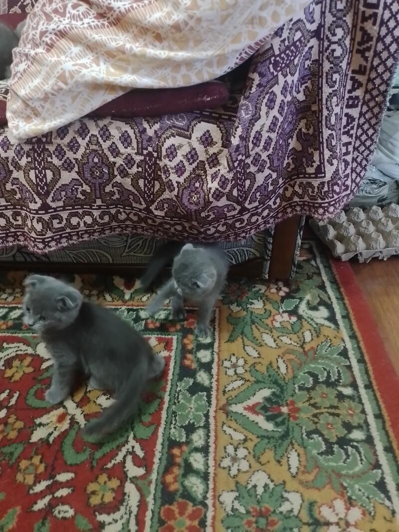 Шотландские и Британские - Туркменабат - img 5