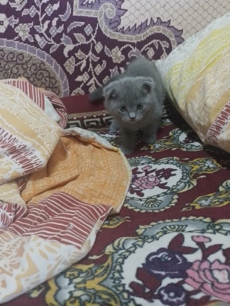 Шотландские и Британские - Туркменабат - img 4