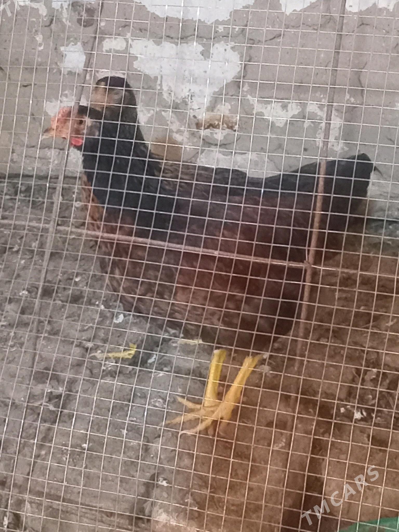 horazlar - Мары - img 2